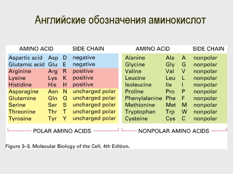 Английские обозначения аминокислот